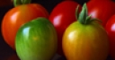Jeu Jigsaw: Colorful Tomatoes