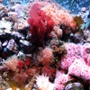 Jeu Jigsaw: Coral Reef en plein ecran