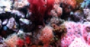 Jeu Jigsaw: Coral Reef
