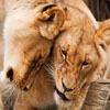 Jeu Jigsaw: Cuddling Lions en plein ecran