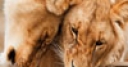 Jeu Jigsaw: Cuddling Lions