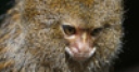 Jeu Jigsaw: Cute Monkey