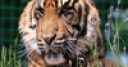 Jeu Jigsaw: Cute Tiger