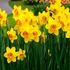 Jeu Jigsaw: Daffodils en plein ecran