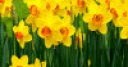 Jeu Jigsaw: Daffodils