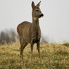 Jeu Jigsaw: Deer On Field en plein ecran