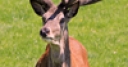 Jeu Jigsaw: Deer Stag