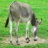 Jeu Jigsaw: Donkey en plein ecran