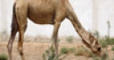 Jeu Jigsaw: Dromedary Camel