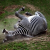 Jeu Jigsaw: Dusty Zebra en plein ecran