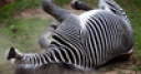Jeu Jigsaw: Dusty Zebra