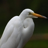 Jeu Jigsaw: Egret en plein ecran