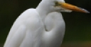 Jeu Jigsaw: Egret