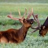 Jeu Jigsaw: Elk en plein ecran