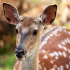 Jeu Jigsaw: Fallow Deer en plein ecran