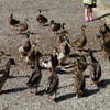 Jeu Jigsaw: Feeding The Ducks en plein ecran