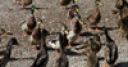 Jeu Jigsaw: Feeding The Ducks