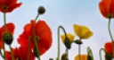 Jeu Jigsaw: Field Poppy