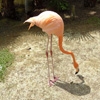Jeu Jigsaw: Flamingo 2 en plein ecran