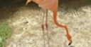 Jeu Jigsaw: Flamingo 2