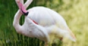 Jeu Jigsaw: Flamingo Pose