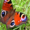 Jeu Jigsaw: Flapping Butterfly en plein ecran