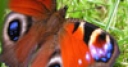 Jeu Jigsaw: Flapping Butterfly