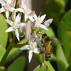 Jeu Jigsaw: Flower And Bee en plein ecran