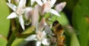 Jeu Jigsaw: Flower And Bee