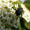 Jeu Jigsaw: Flower Beetle en plein ecran