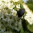 Jigsaw: Flower Beetle