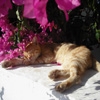 Jeu Jigsaw: Flower Cat en plein ecran