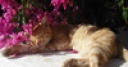 Jeu Jigsaw: Flower Cat