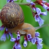 Jeu Jigsaw: Flower Snail en plein ecran