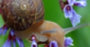 Jeu Jigsaw: Flower Snail