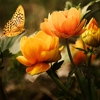 Jeu Jigsaw: Flowers And Butterfly en plein ecran