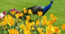 Jeu Jigsaw: Flowers And Peacock