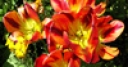 Jeu Jigsaw: Flowers of Fire