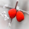 Jeu Jigsaw: Frosty Red Berries en plein ecran