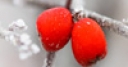 Jeu Jigsaw: Frosty Red Berries