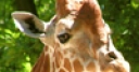 Jeu Jigsaw: Giraffe 2