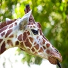 Jeu Jigsaw: Giraffe en plein ecran