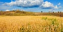 Jeu Jigsaw: Golden Wheat Field