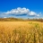 Jigsaw: Golden Wheat Field