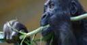 Jeu Jigsaw: Gorilla