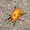 Jeu Jigsaw: Grapevine Beetle en plein ecran