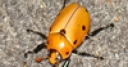Jeu Jigsaw: Grapevine Beetle