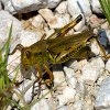 Jeu Jigsaw: Grasshopper en plein ecran