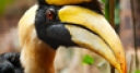 Jeu Jigsaw: Great Hornbill