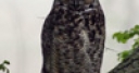 Jeu Jigsaw: Great Owl